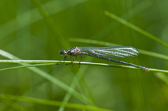 Coenagrion puella