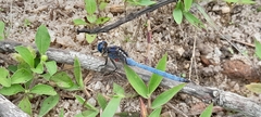 Orthetrum azureum