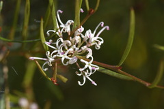 Grevillea neurophylla