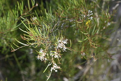Grevillea neurophylla