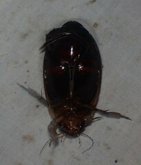 Dytiscus verticalis