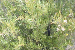 Grevillea neurophylla