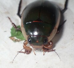 Dytiscus verticalis