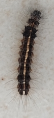 Creatonotos