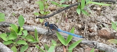 Orthetrum azureum