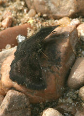 Staphylus hayhurstii