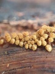 Hemitrichia