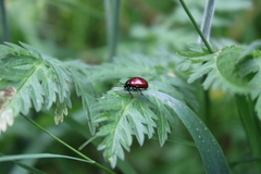 Chrysolina polita