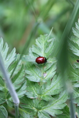 Chrysolina polita