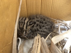 Prionailurus bengalensis