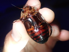 Dytiscus verticalis