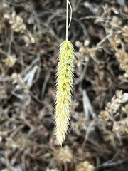 Lophochloa cristata