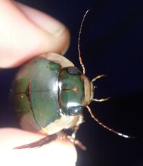 Dytiscus verticalis