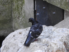 Columba livia