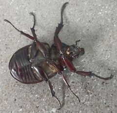 Xylotrupes gideon