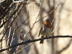 Erithacus rubecula