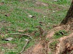 Varanus salvator bivittatus