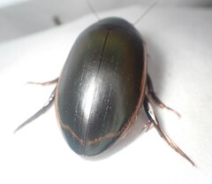 Dytiscus verticalis