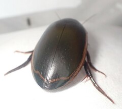 Dytiscus verticalis
