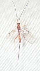 Macrocentrinae