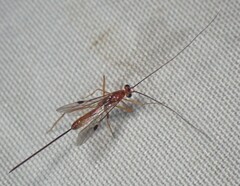 Macrocentrinae