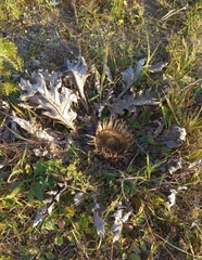 Carlina acanthifolia