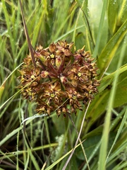 Asclepias macropus
