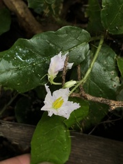Solanum acanthodapis