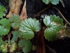 Sibthorpia peregrina