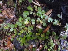 Sibthorpia peregrina