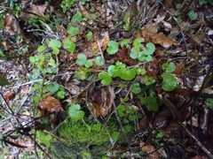 Sibthorpia peregrina