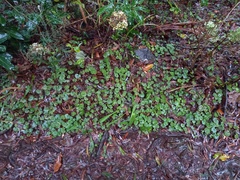 Sibthorpia peregrina