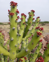 Euphorbia neriifolia