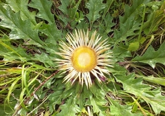 Carlina acanthifolia