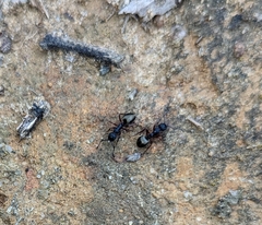 Dolichoderus scabridus