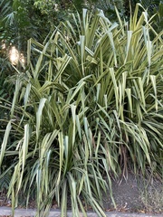 Pandanus amaryllifolius