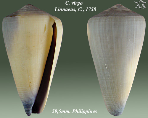 Virgin Cone