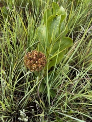 Asclepias macropus
