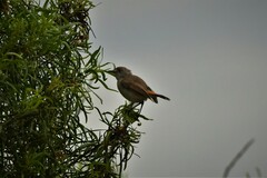 Acanthiza uropygialis