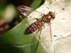 Episyrphus balteatus