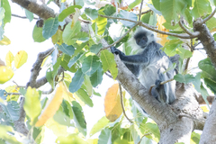 Trachypithecus germaini