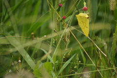 Phoebis neocypris