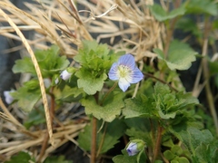 Veronica persica