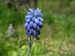 Muscari botryoides
