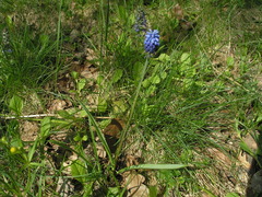 Muscari botryoides