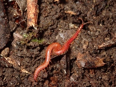 Geophilomorpha