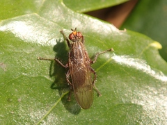 Scathophagidae