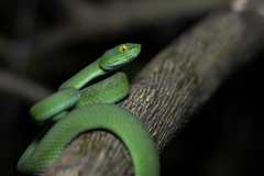 Trimeresurus macrops