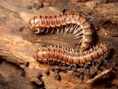 Chamberlinius hualienensis