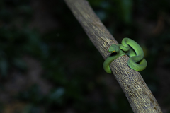 Trimeresurus macrops